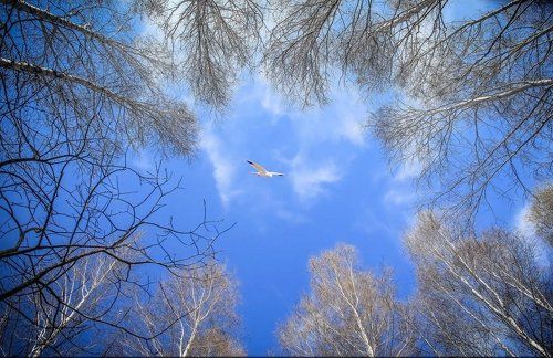 Весна в Сорочьем логу..