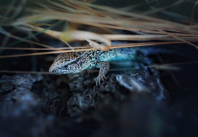 ящерка Миладорья фото превью