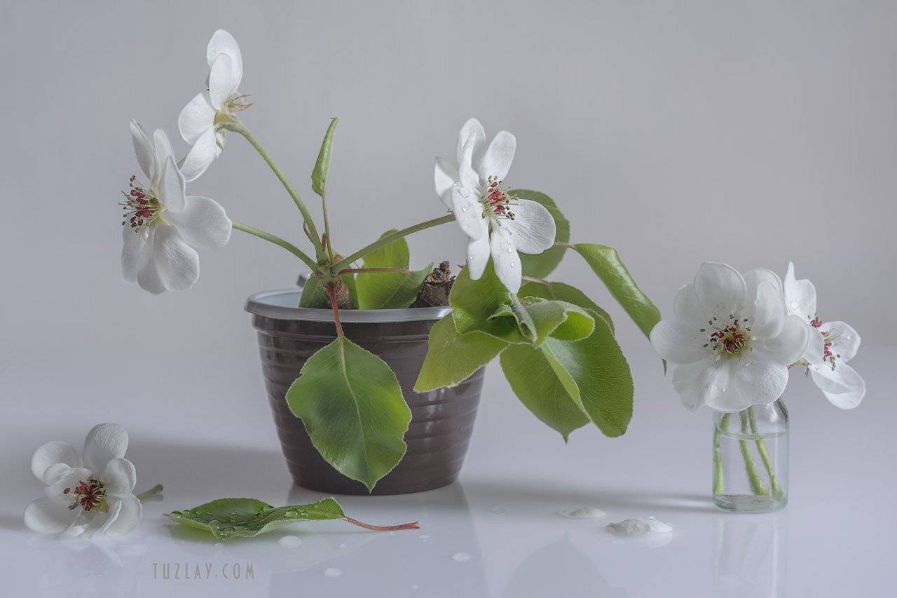 цветки груши, цветки во флаконе, пузырёк, Владимир Тузлай