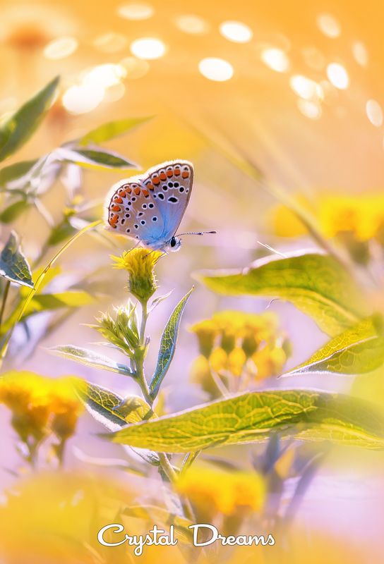 crystal dreams, macro, spring, color, art, nature, butterfly \