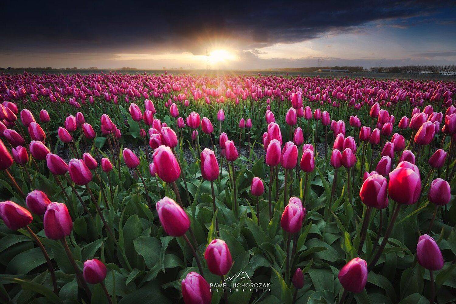 , Pawel Uchorczak