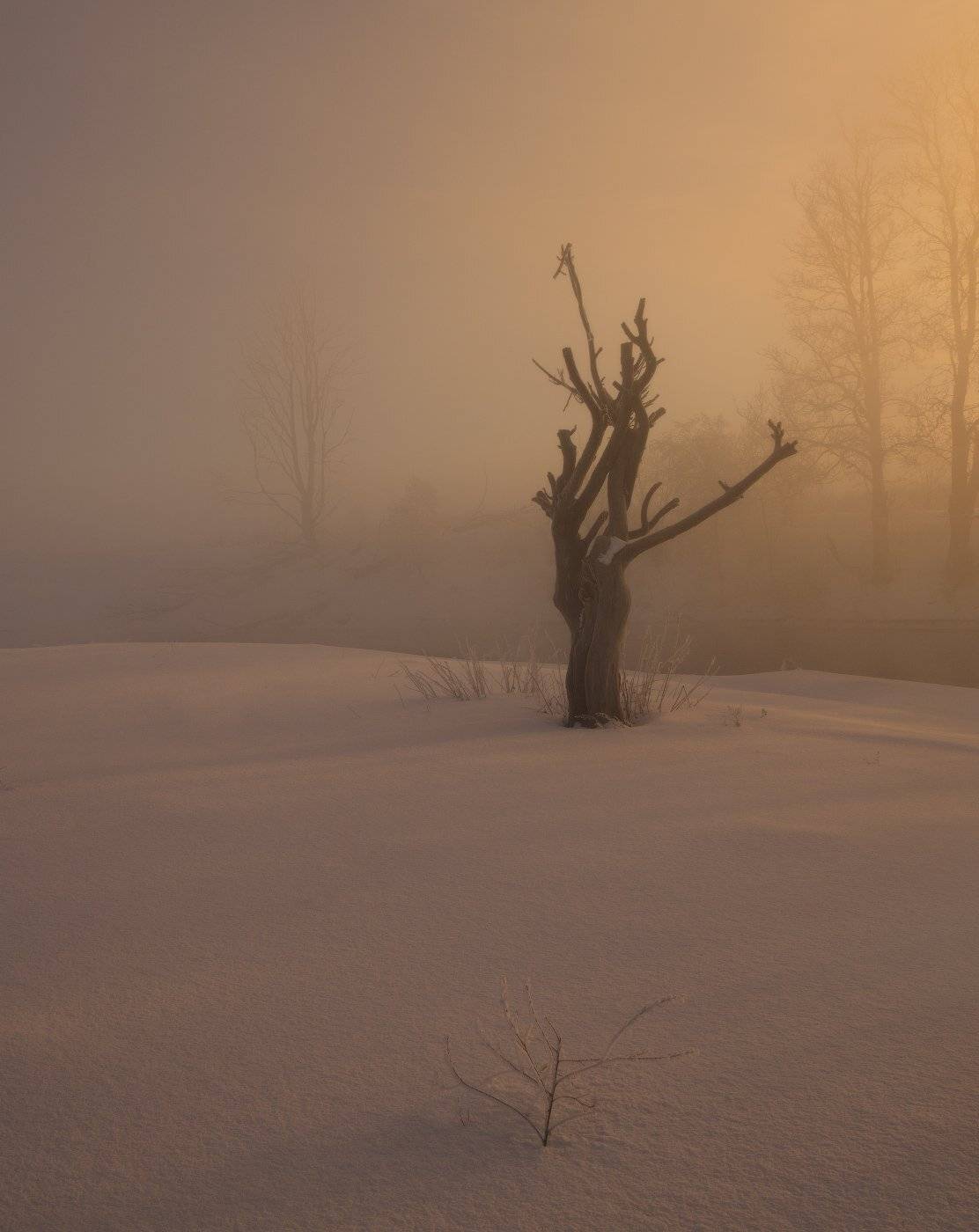 , Евгений Цап