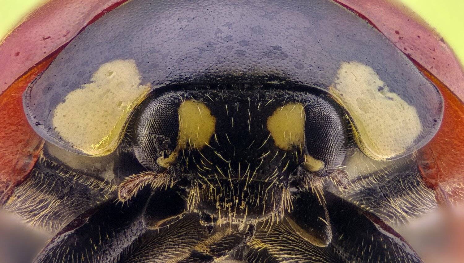 ceclii,macro,lgg4, extremmacro,  макро, Tsvetan Ganev