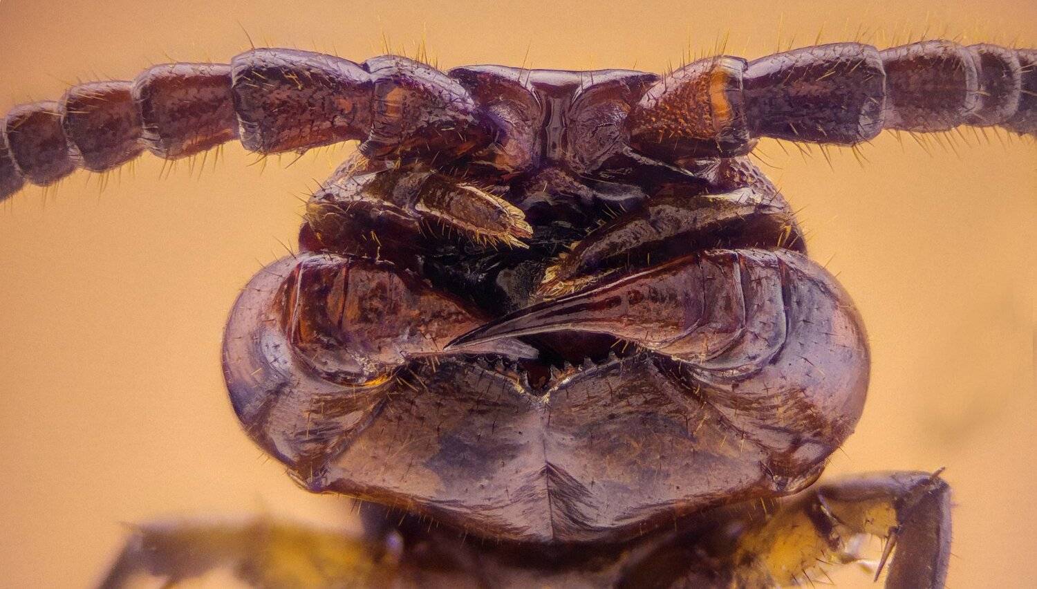 ceclii,macro,lgg4, extremmacro,  макро, Tsvetan Ganev