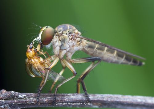 Carrot Lim Photography