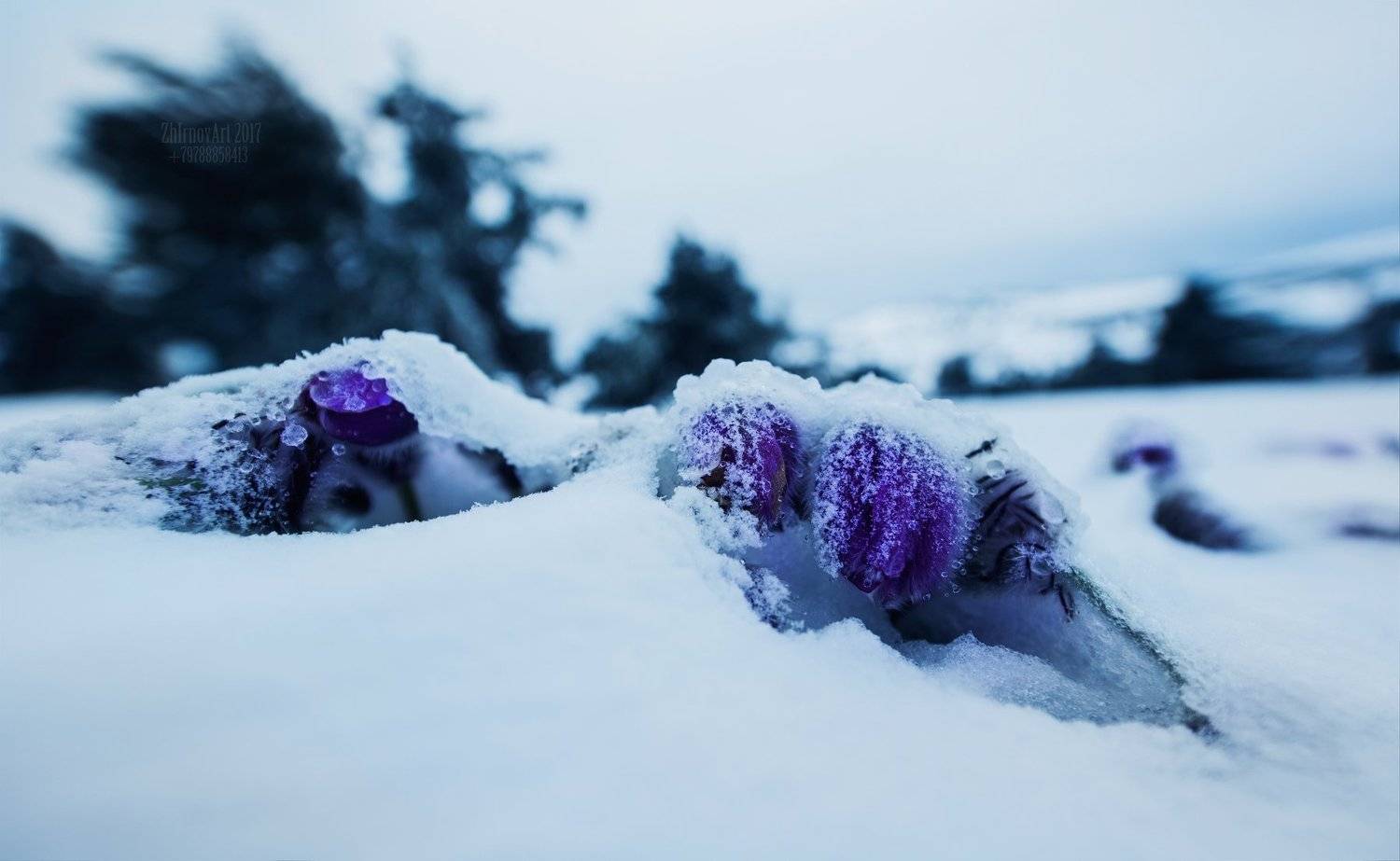 снег,цветы,цветы в снегу,сон трава в снегу,оледенение,лед,холод,, Илья  Жирнов