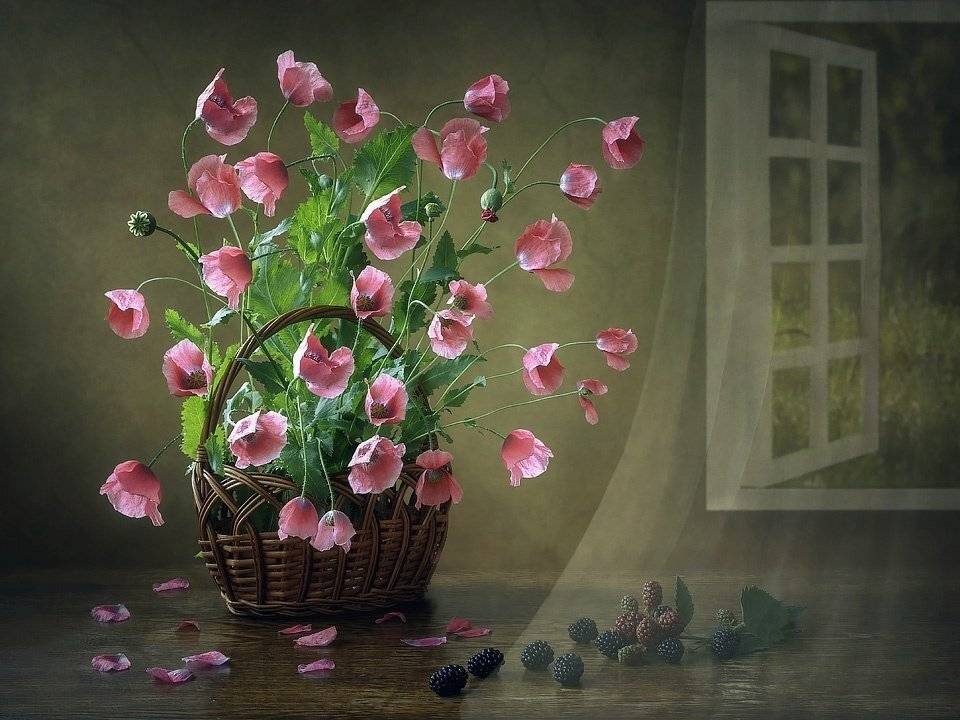 натюрморт, цветочный натюрморт, розовые маки, лето, летний задний фон, ежевика, корзина, Ирина Приходько