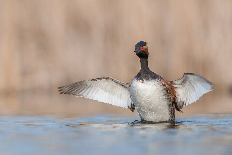 black-necked grebe; Podiceps nigricollis; Birder\'s Corner; Birds The black-necked grebe (Podiceps nigricollis) фото превью