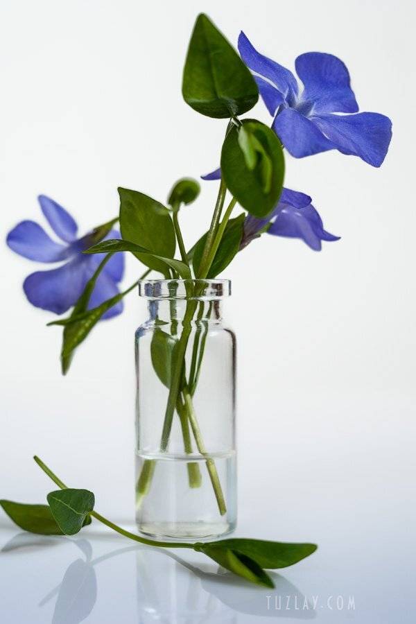 барвинок, пузырёк, Владимир Тузлай