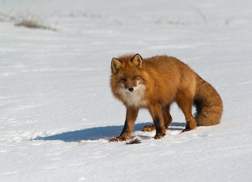 Весна на Чукотке...