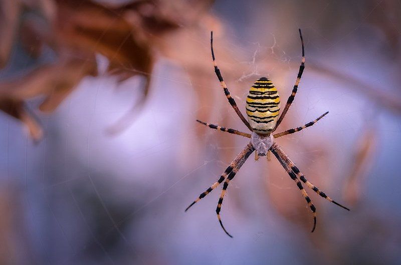 В ожидании фото превью