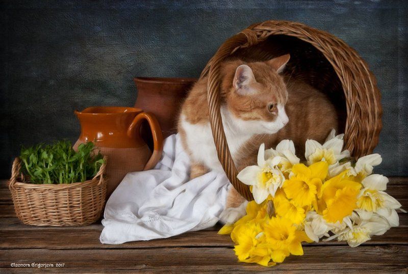 натюркотики, натюрморт, весна, рыжая кошка, нарциссы, корзинка Рыжая Кошка ждёт весну фото превью