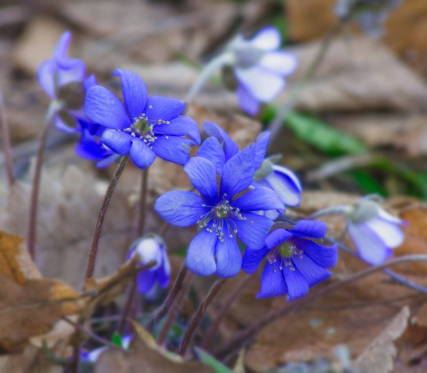 , Николай Андреев