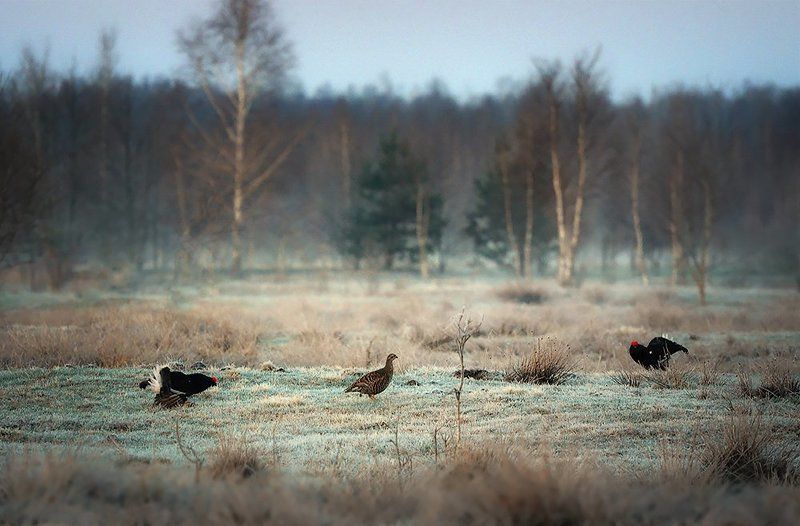 *** фото превью