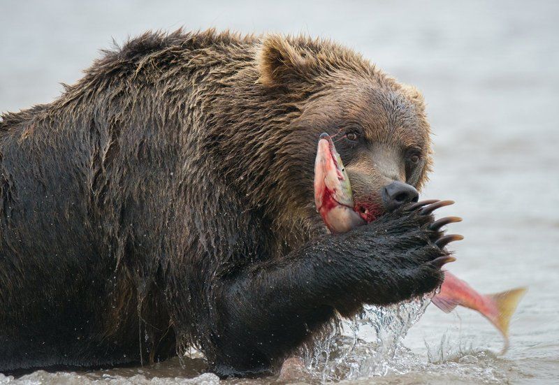 камчатка, курильское озеро Жизнь медвежья.... фото превью