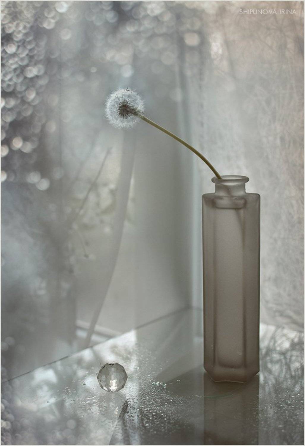 , Шипунова Ирина