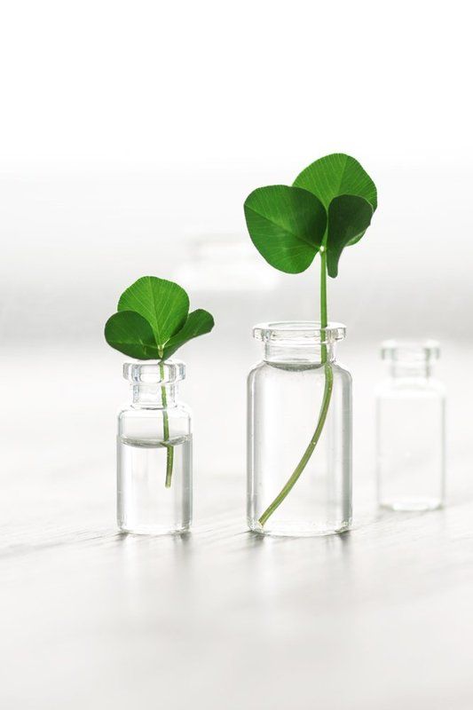 Листочки клевера фото превью