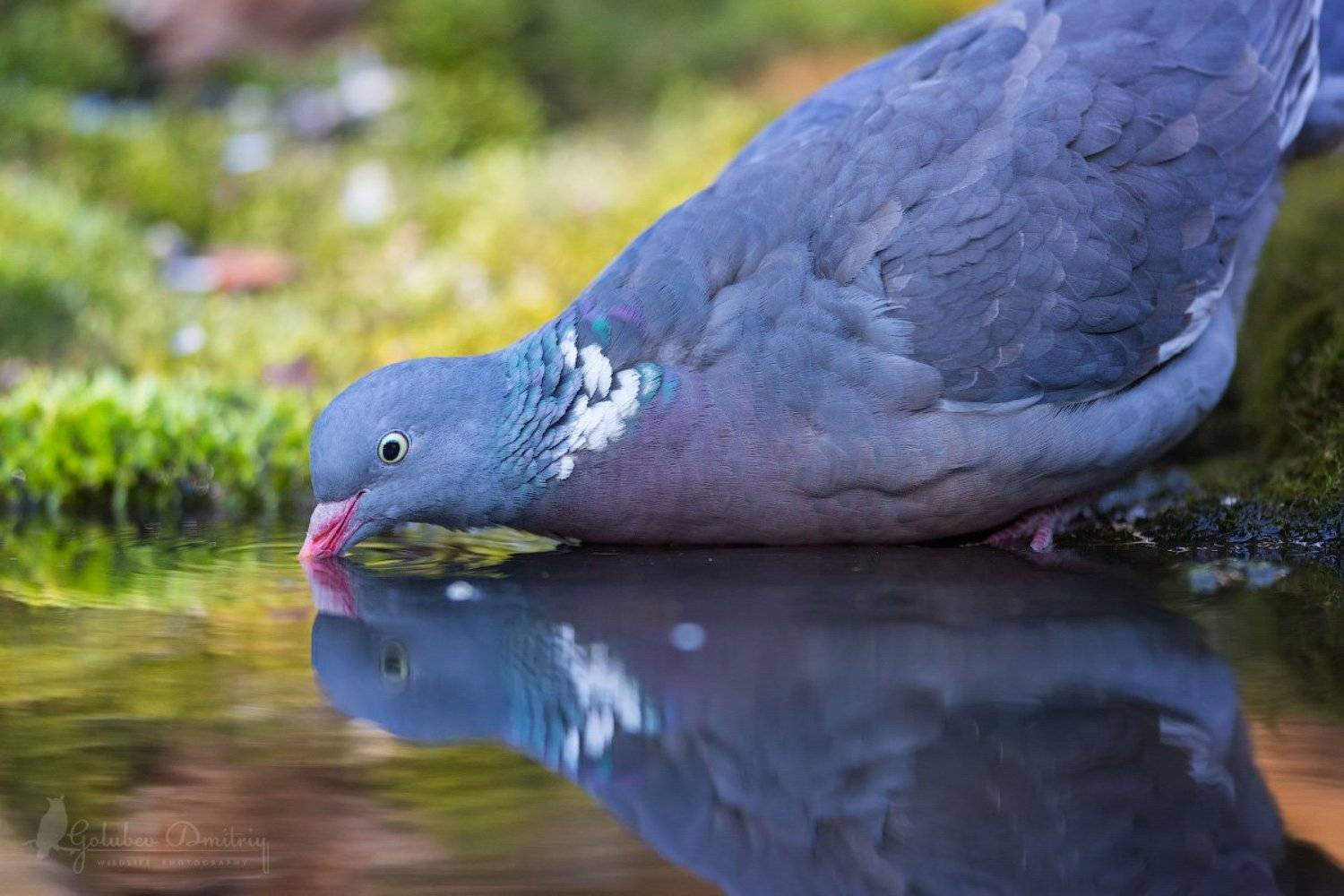 вяхирь, голубь, птицы, дикая природа, водопой, pigeon, wood pigeon, bird, wildlife, Голубев Дмитрий