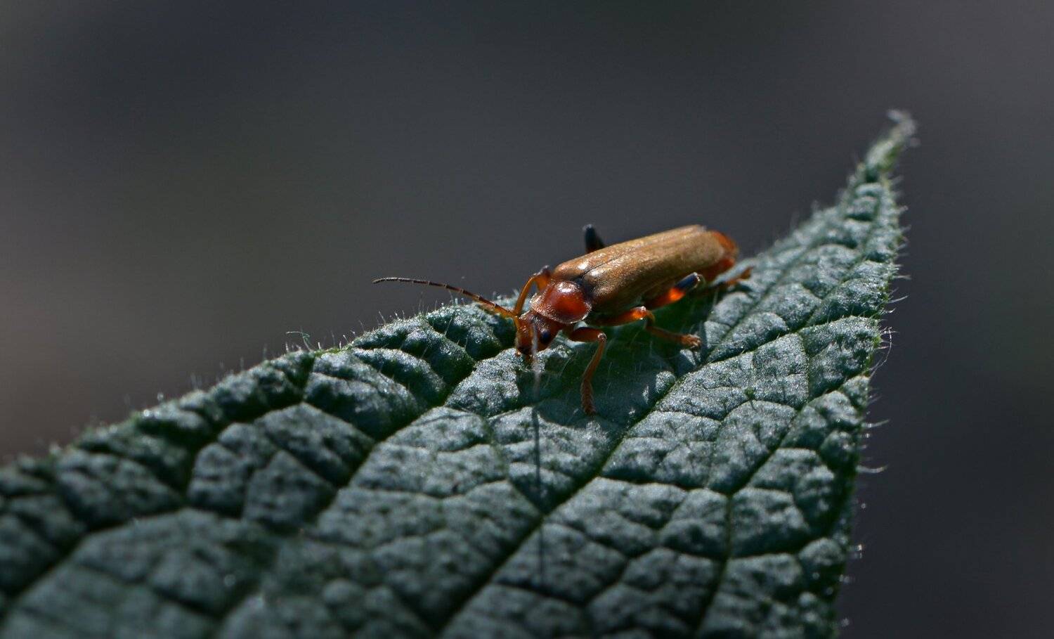 природа, макро, насекомое, мягкотелка, Неля Рачкова