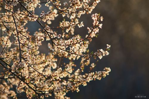 Цветы Весны.