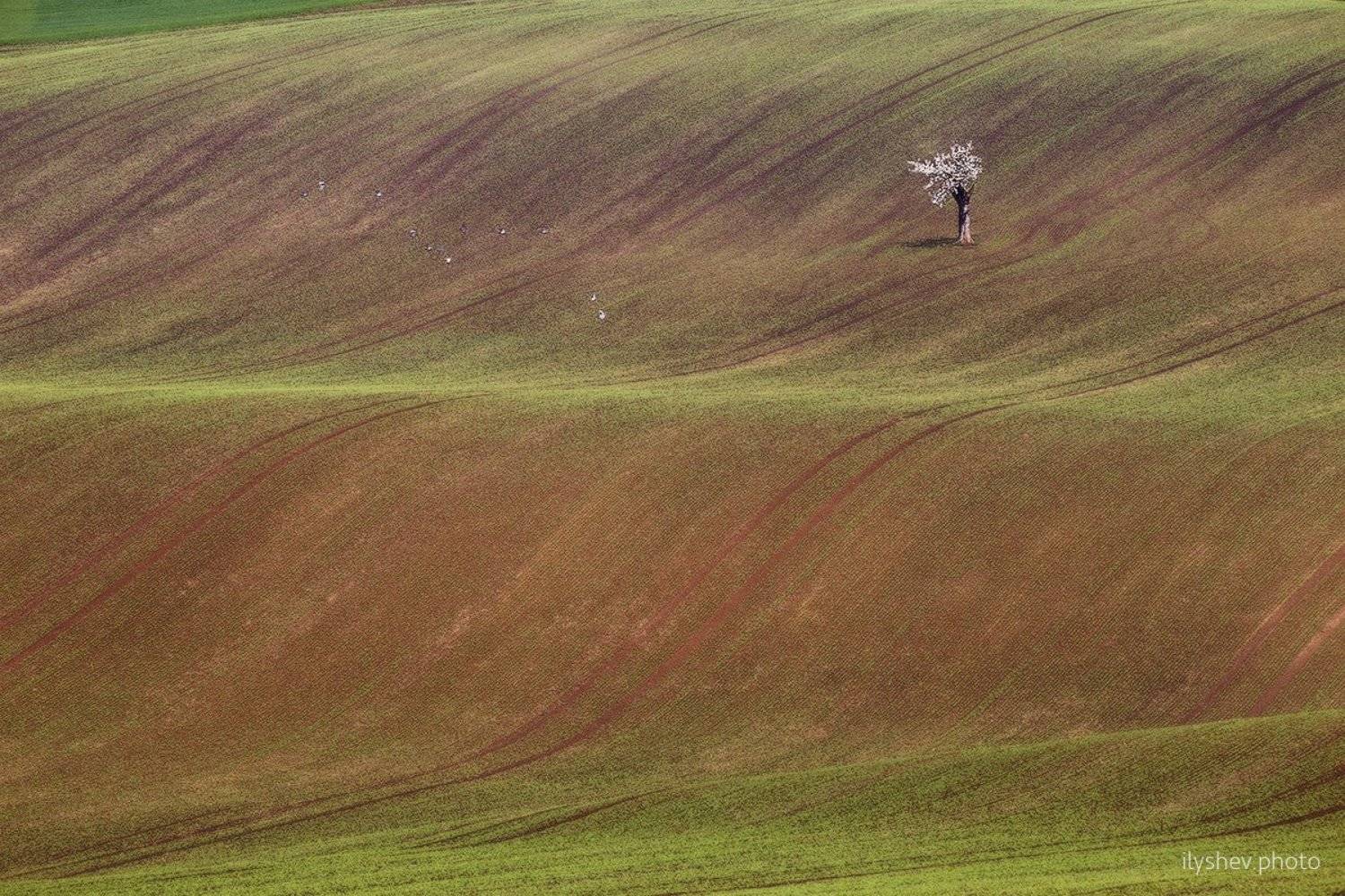 пейзаж, чехия, моравия, природа, дерево, поле, весна, Dmitry Ilyshev