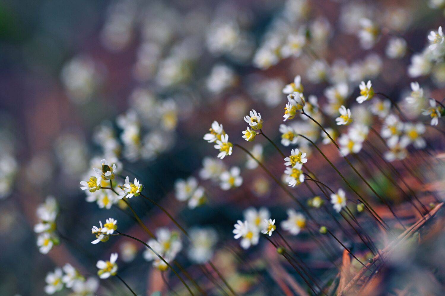 цветы, белый, свет, радуга, блики, весна, Юрий Котов