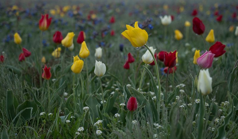 крым crimea степь тюльпаны опук туман роса Туманный степной Крым фото превью