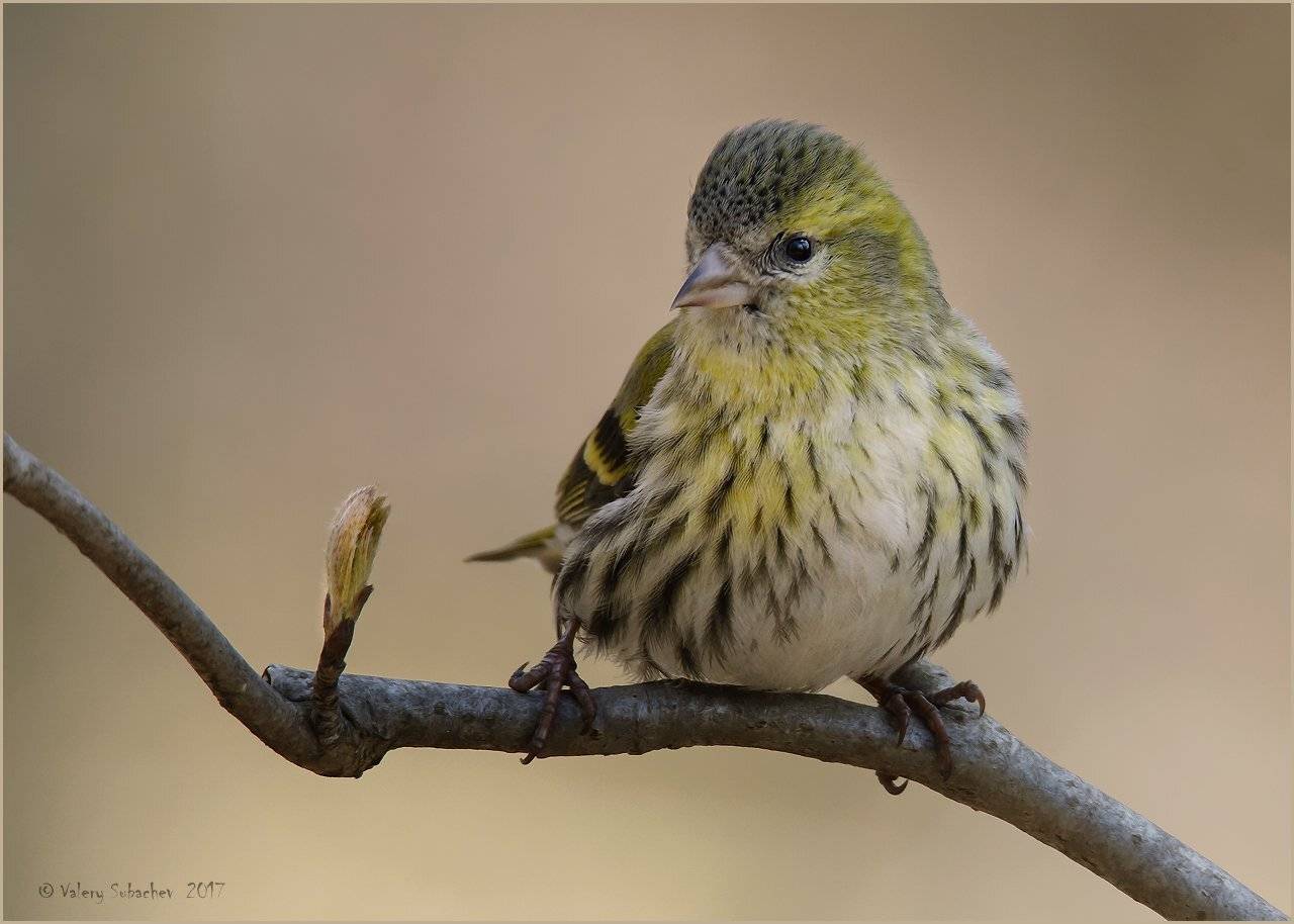 , Валерий Субачев