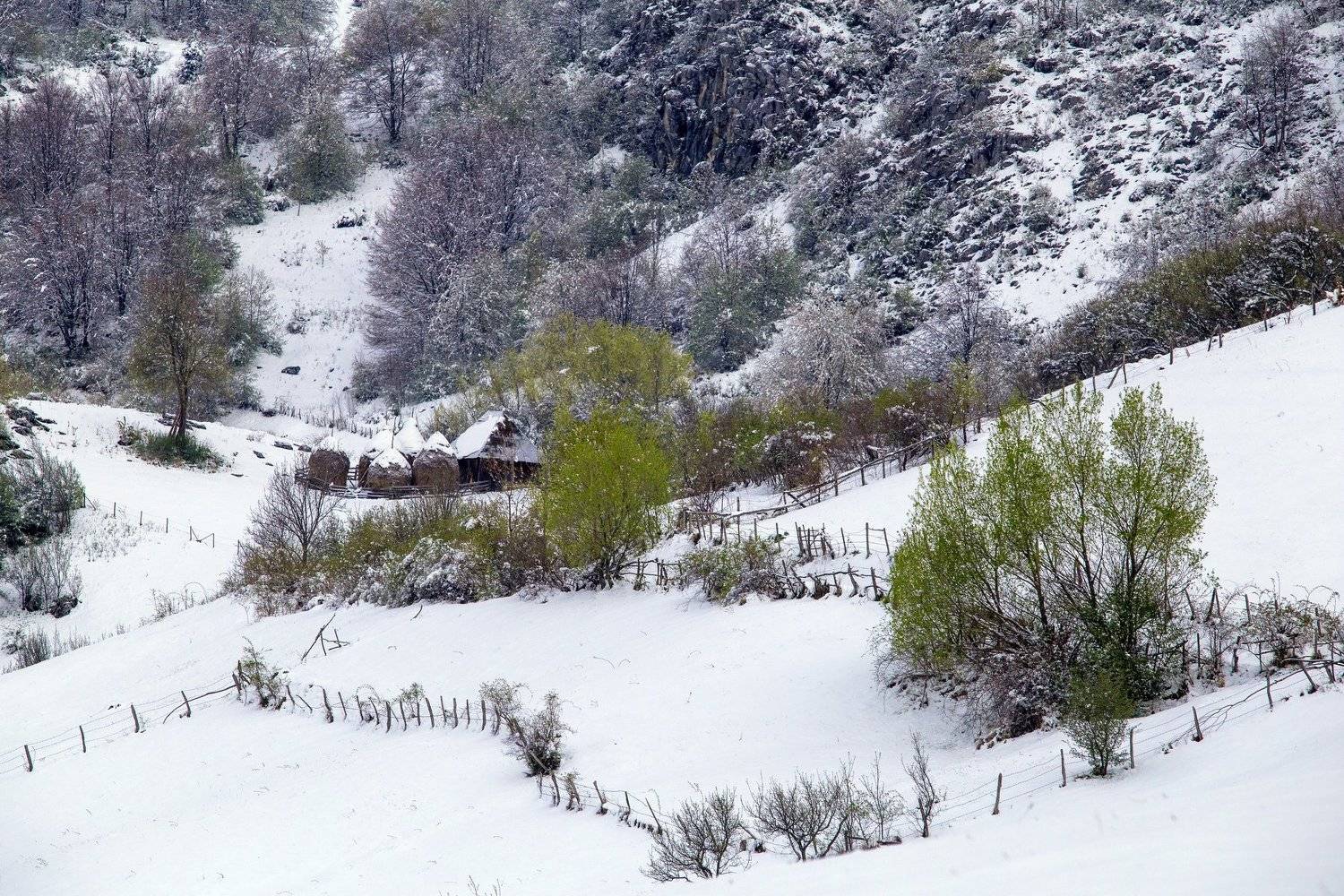 spring,winter,colorsmsnow,flower,, Marius Turc