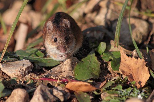 Подайте корочку хлеба.
