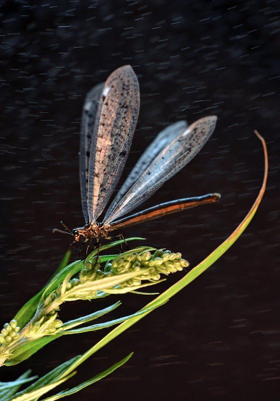 макро, байкал, муравьиный лев Ночной лев фото превью