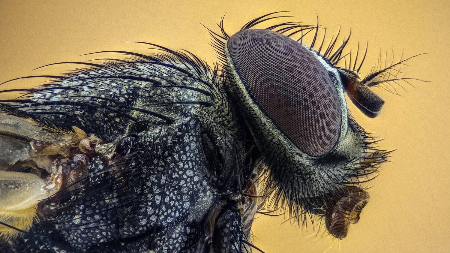 ceclii,macro,lgg4, extremmacro,  макро, Tsvetan Ganev