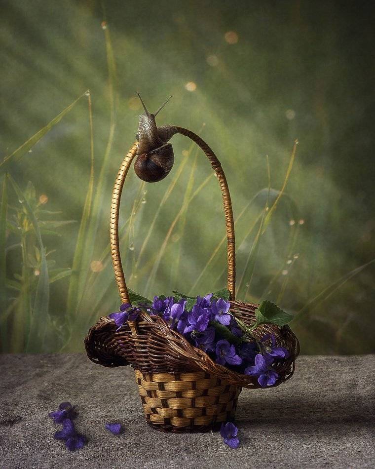 натюрморт, весна, букетик весенних цветов,фиалки, улитка, корзинка, Ирина Приходько