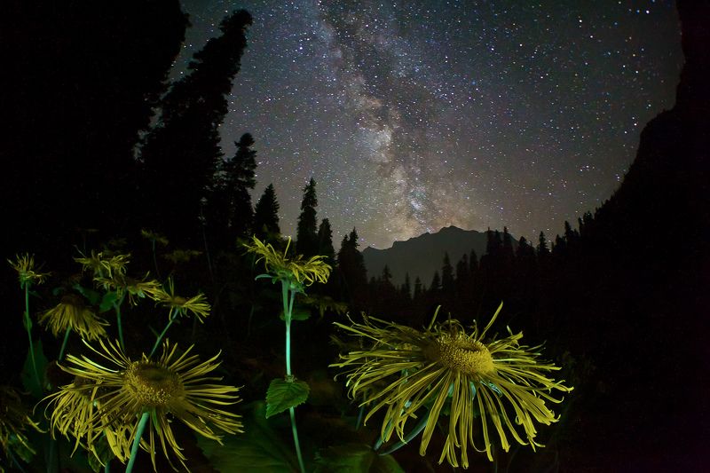 ночь, млечный путь, цветок, горы, лес,  Среди пространств и миров фото превью