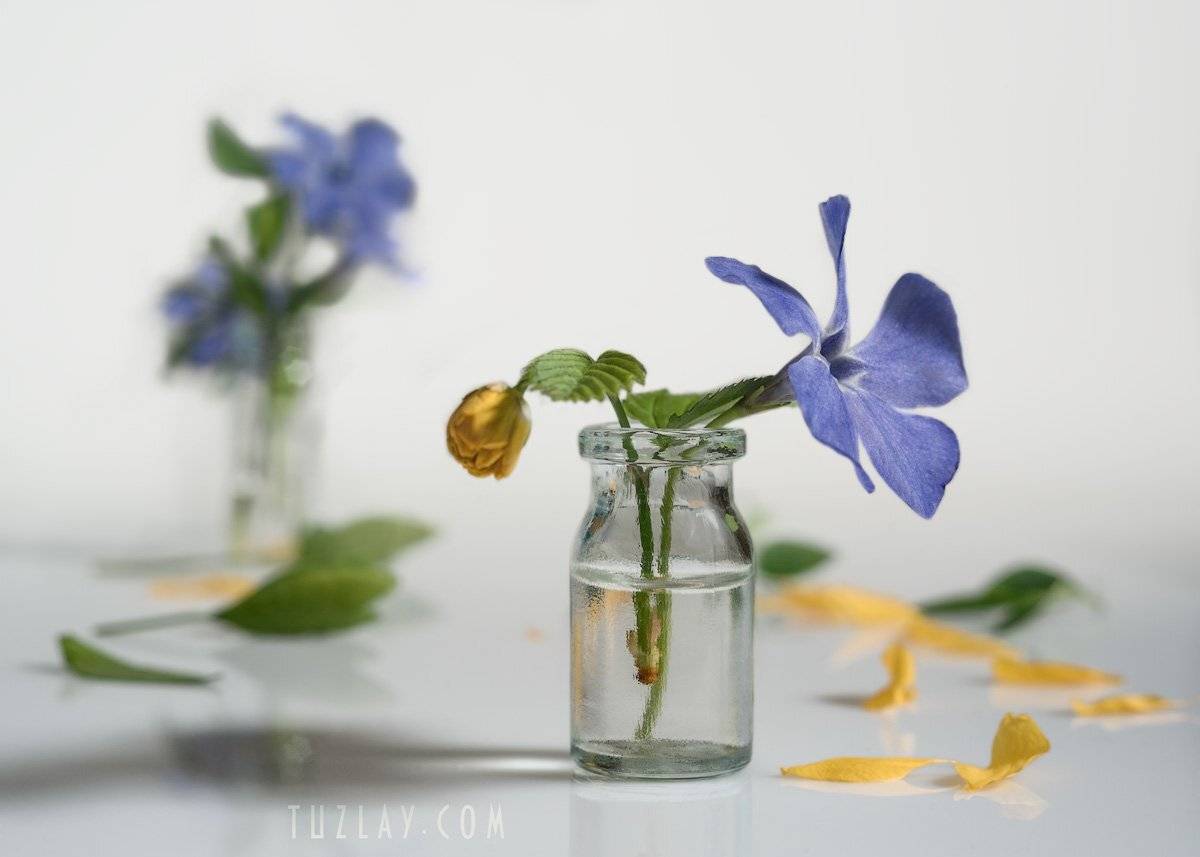 барвинок, пузырёк, керия, Владимир Тузлай