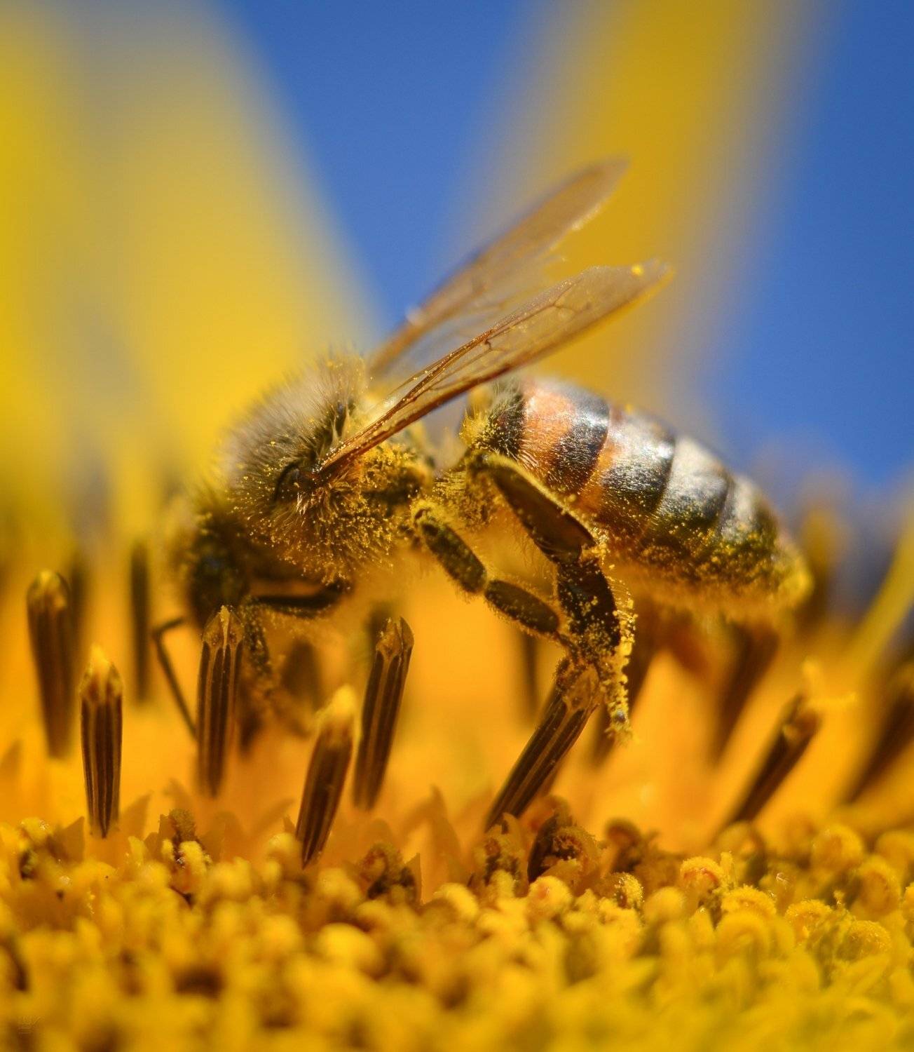 лето, подсолнух, пчела, Елена Шевченко