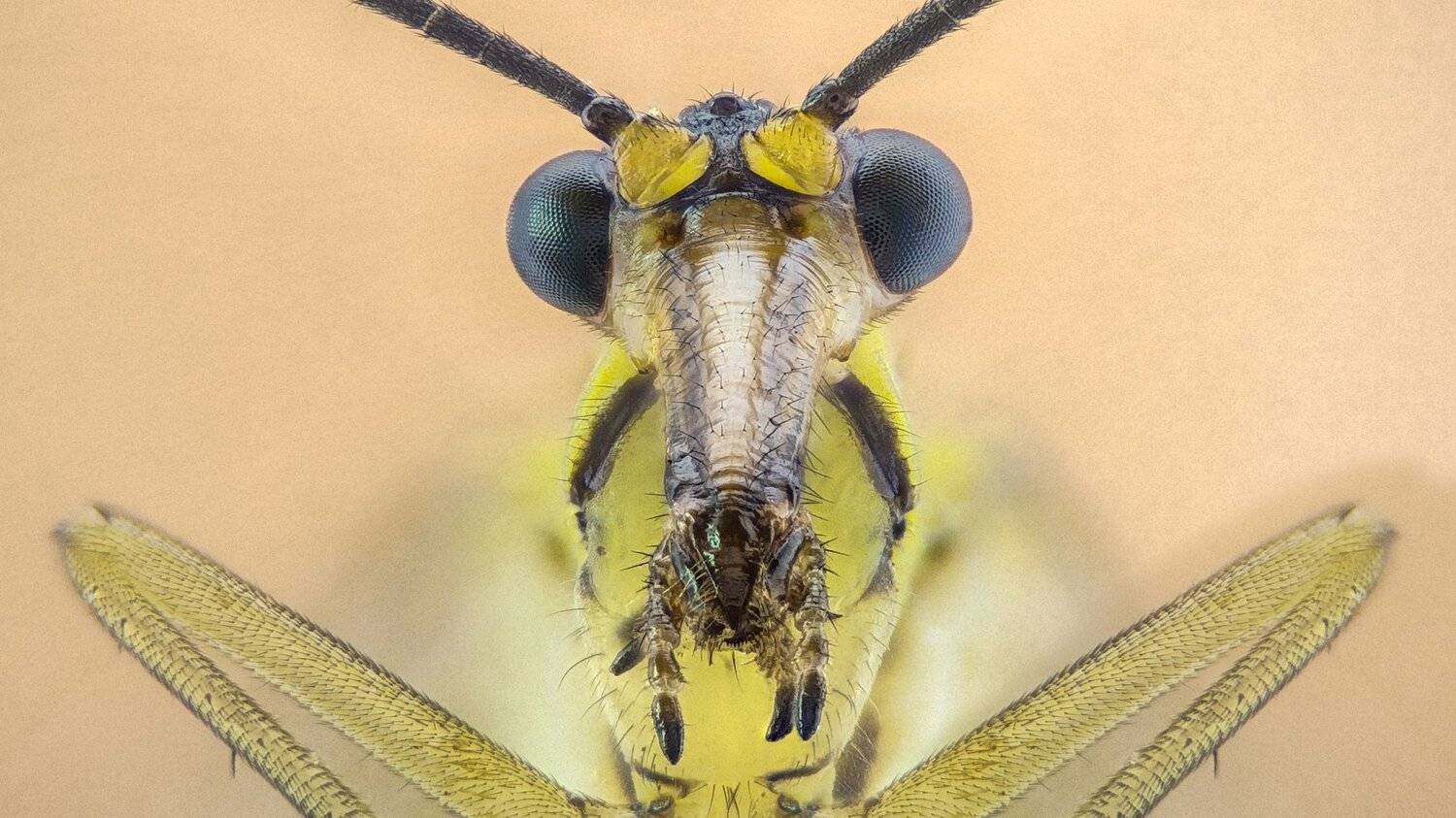 ceclii,macro,lgg4, extremmacro,  макро, Tsvetan Ganev