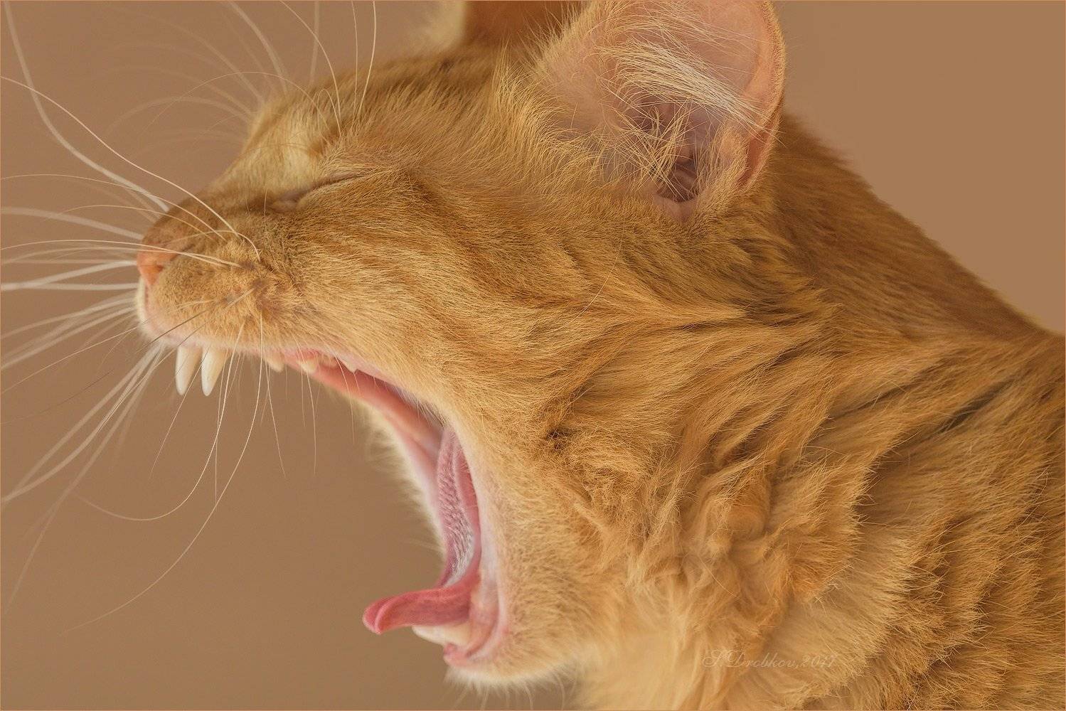 кошки, рыжий, портрет, Sergey Drobkov