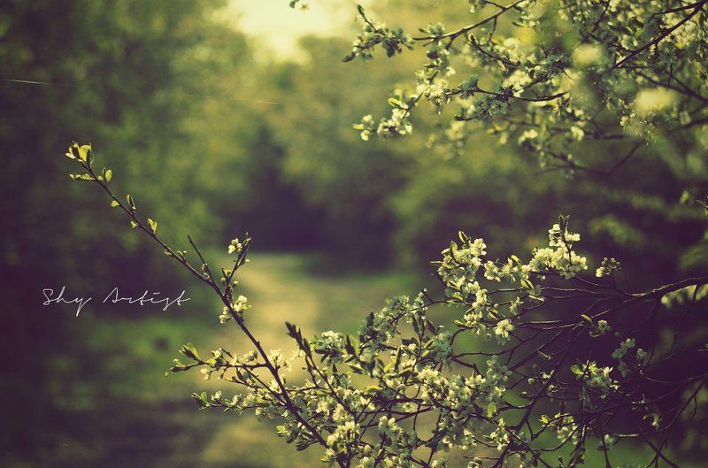 ....... фото превью