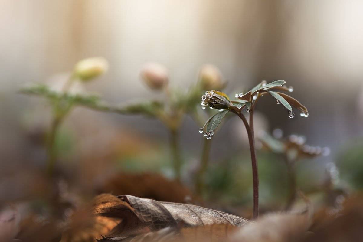 , Шинкарева Елена