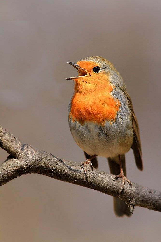 зарянка,малиновка,лосиный остров,, Михаил Крюков