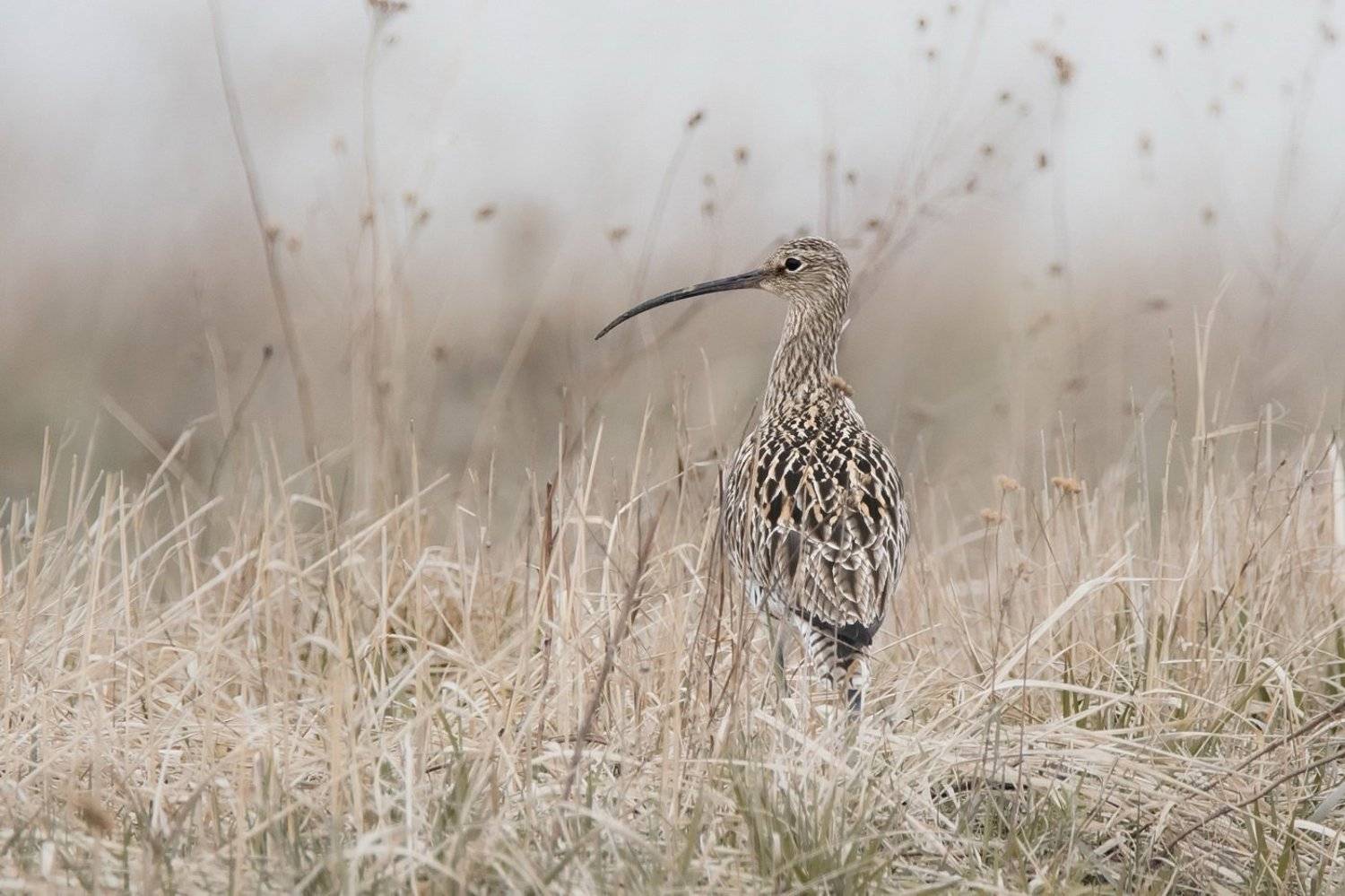 , Дмитрий Вилюнов