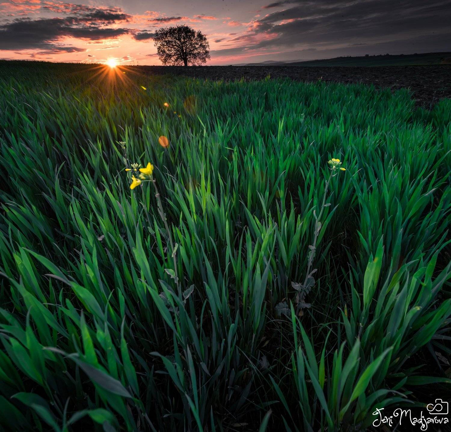 spring, sunset, field, nature, tree, grass, green, Jeni Madjarova