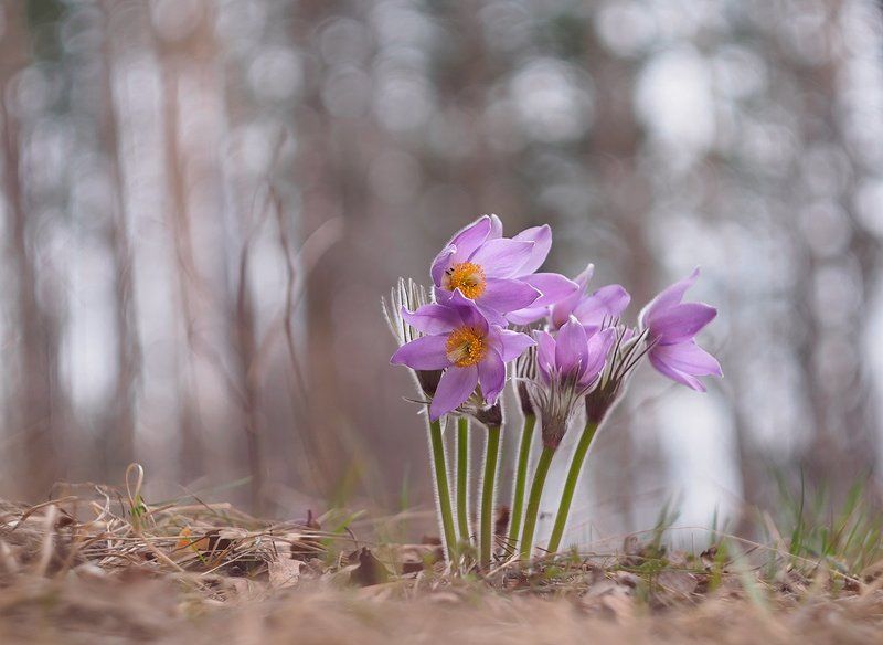 Сон-трава фото превью