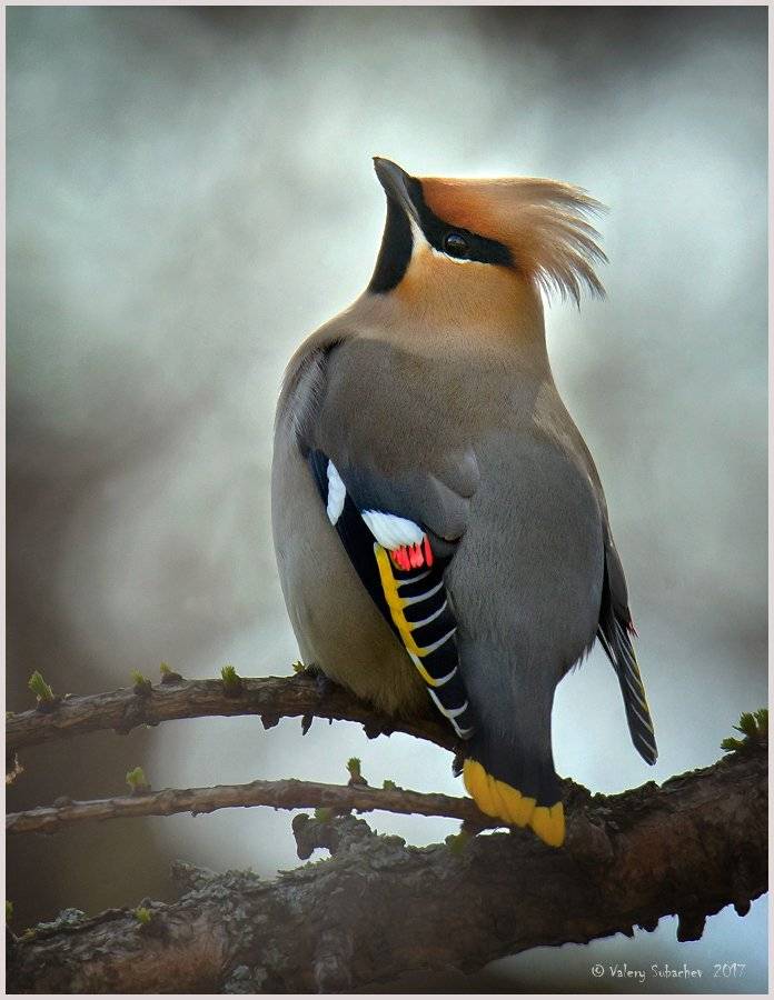 , Валерий Субачев