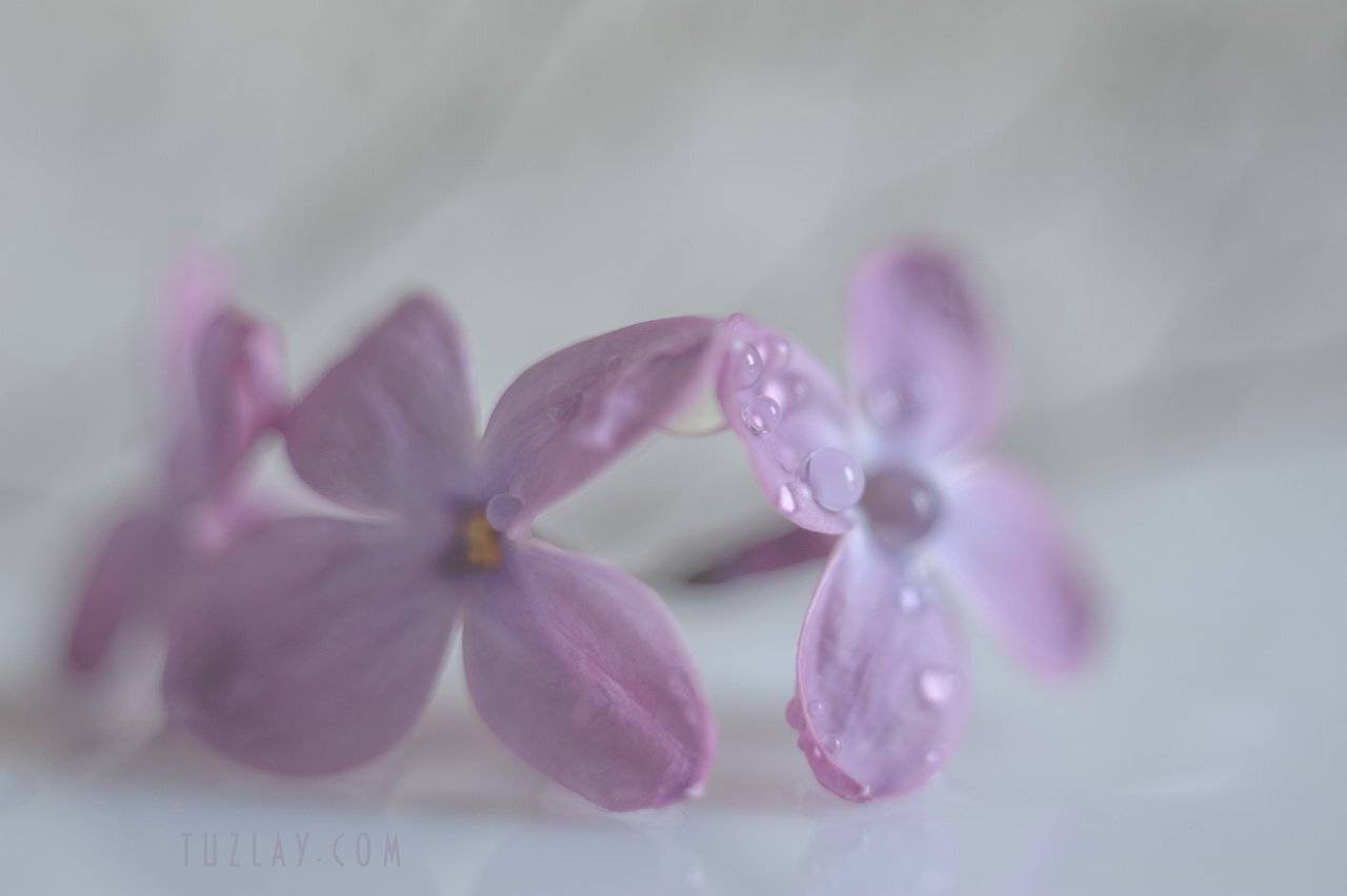 сирень, макро, капельки, цветки, Владимир Тузлай