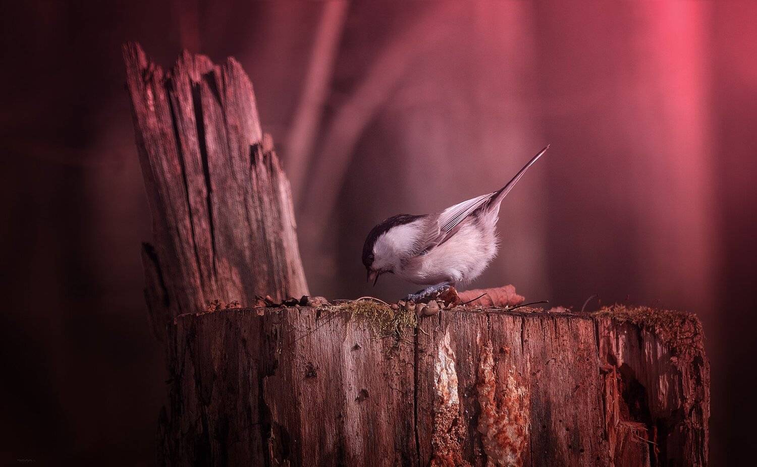 природа, лес, животные, птицы, Дмитрий Посевич