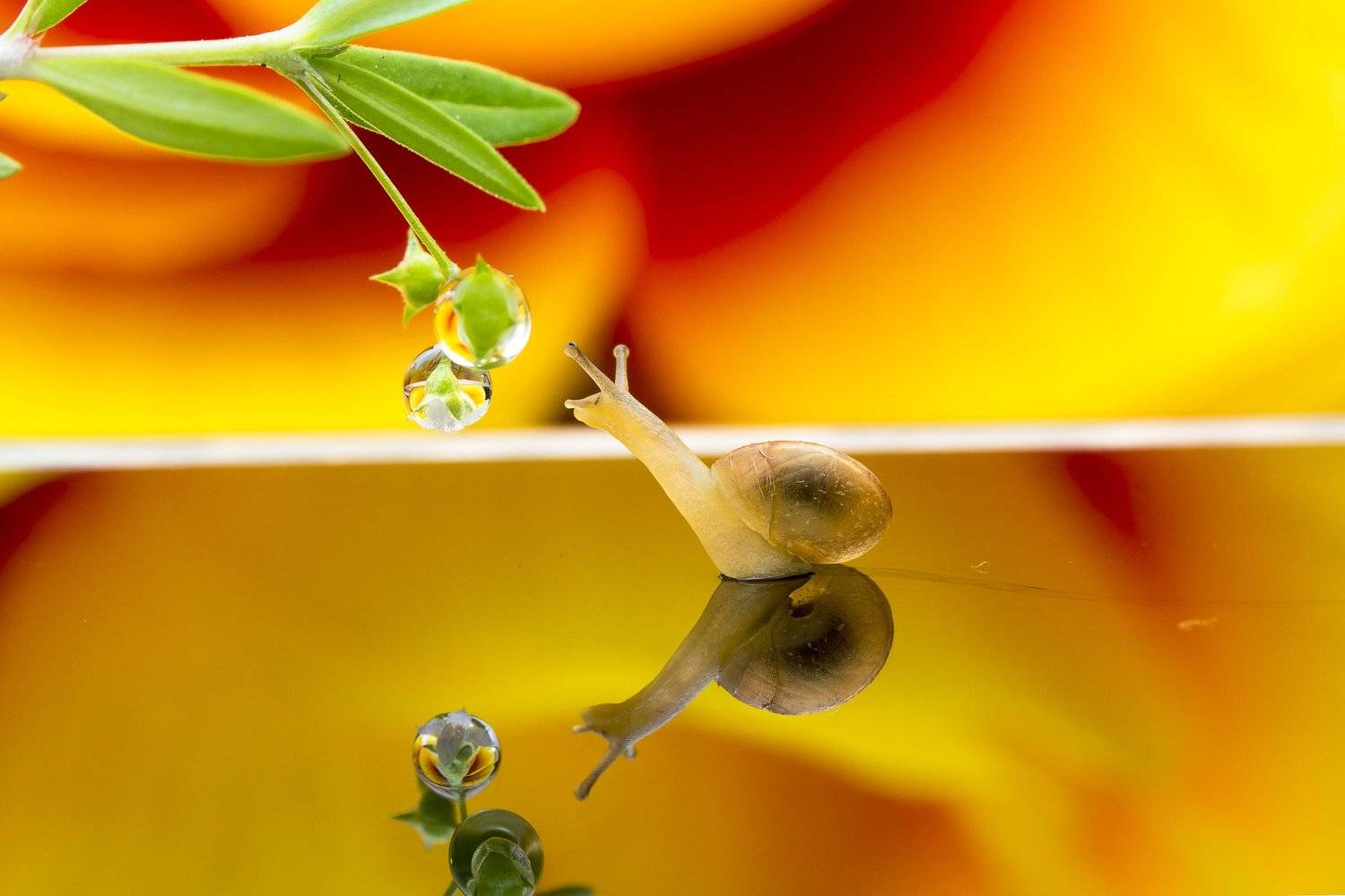 #macro#snail#colors, Choo How Lim