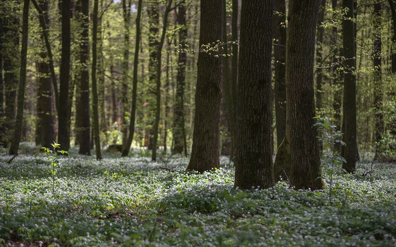 апрельская история фото превью