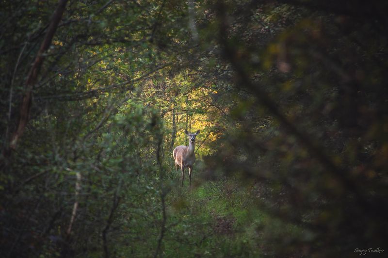 Бежать, или нет? фото превью